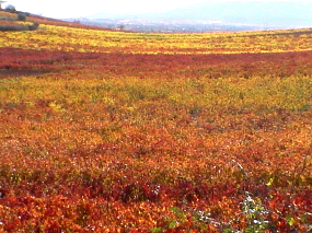 El otoo en los viedos de Uruuela, en La Rioja Alta.